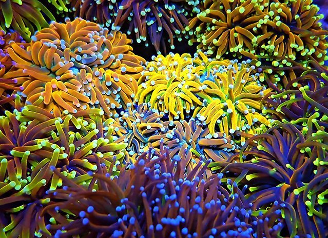 Vibrant cluster of colorful coral polyps with glowing tentacles in shades of yellow, orange, and purple.