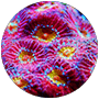 Close-up of vibrant multi-colored coral polyps.