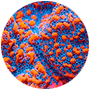 Close-up of a vibrant orange and blue coral with a spherical shape