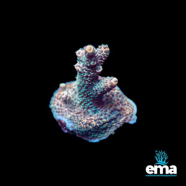 Detailed view of a branching coral with blue and purple hues against a black background, featuring the EMA logo.