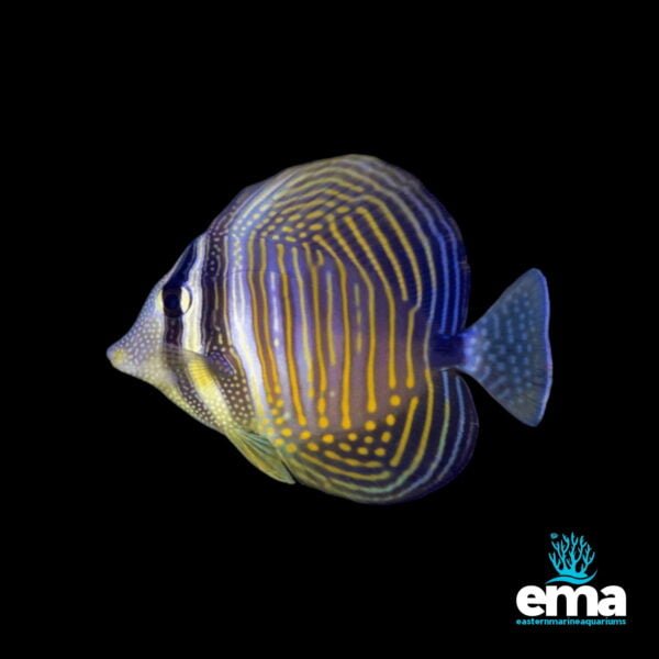 Striped yellow and blue sailfin tang fish on a black background, with the Eastern Marine Aquariums logo in the corner.