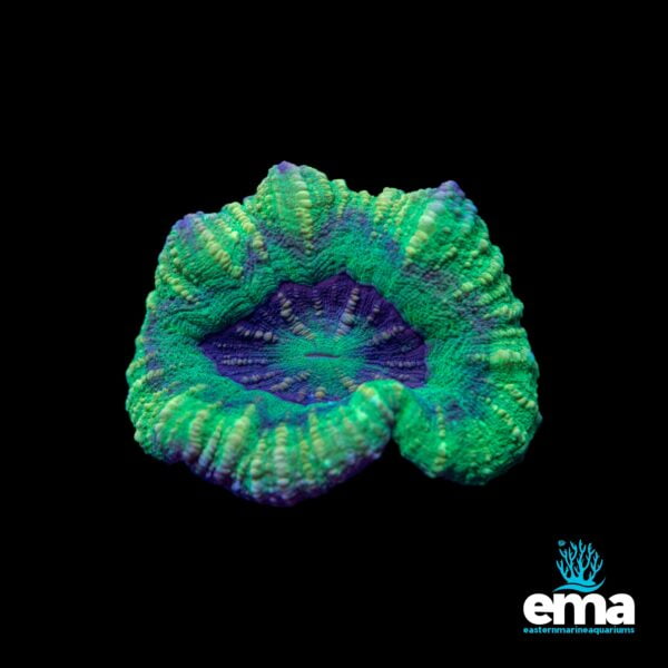 Brightly colored coral with green and blue hues against a black background, featuring the EMA logo.