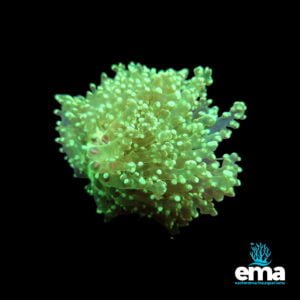 Bright green torch coral with glowing polyps on a black background, Eastern Marine Aquariums logo.