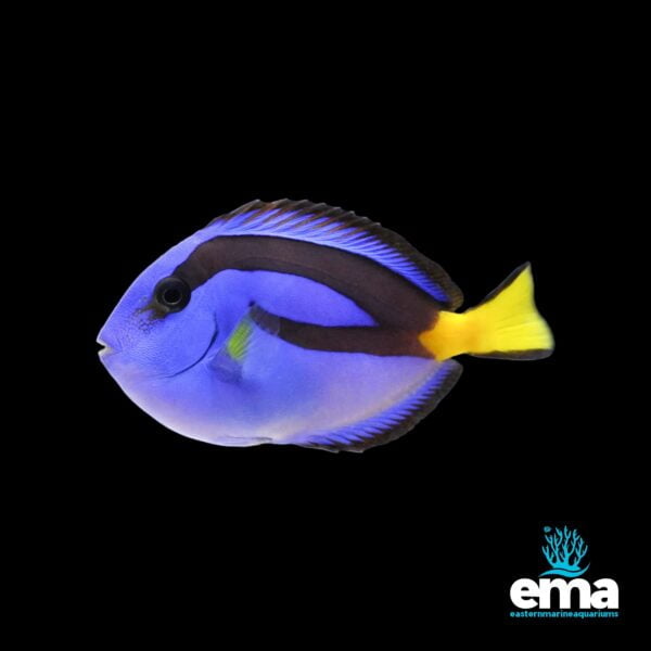 Blue tang fish with bright blue body and yellow tail, swimming against a black background with EMA logo.