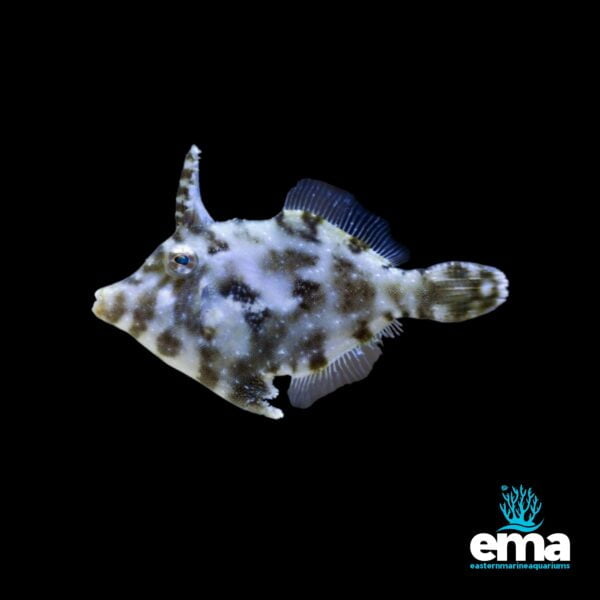 Spotted fish with white and black markings against a black background, featuring the EMA logo.