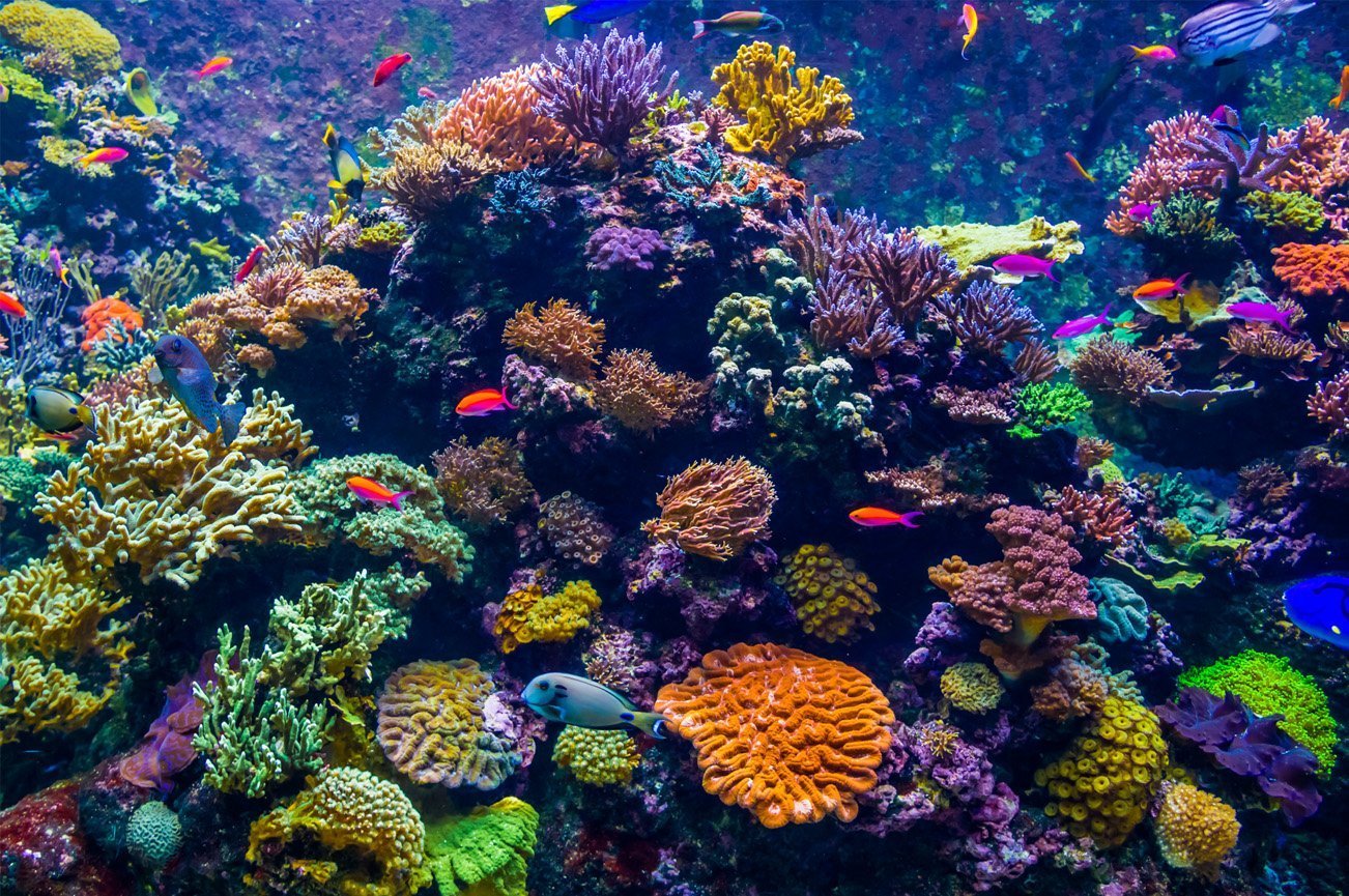 A vibrant coral reef teeming with colorful fish at Eastern Marine Aquariums.