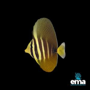 EMA branded image of a yellow and black striped fish on a black background.