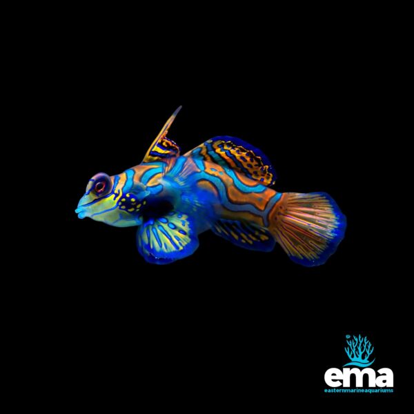 Vibrant mandarin fish with blue, orange, and yellow patterns swimming against a black background, featuring the EMA logo.