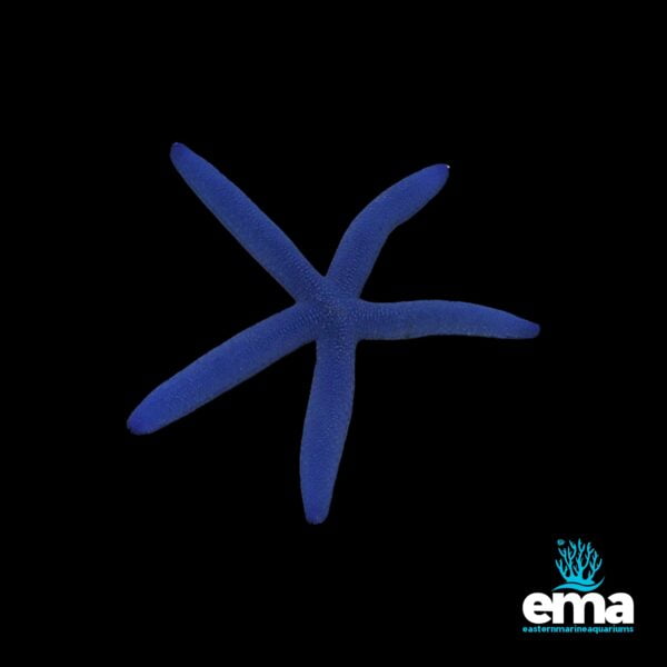 EMA blue starfish on a black background, showcasing its vibrant blue color.