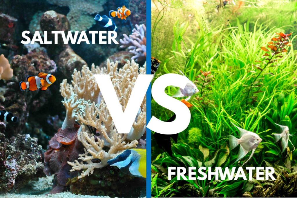 Side-by-side comparison of saltwater and freshwater aquariums, featuring coral reefs and clownfish on the left, green plants and fish on the right.