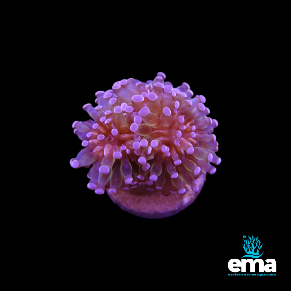 Pink and purple torch coral frag with extended tentacles, displayed on a black background.