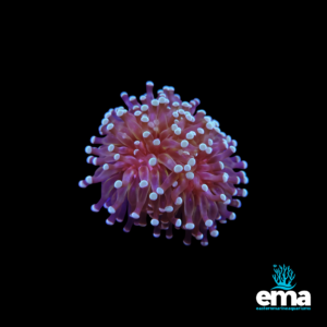 Red torch coral frag with white-tipped tentacles on a black background.