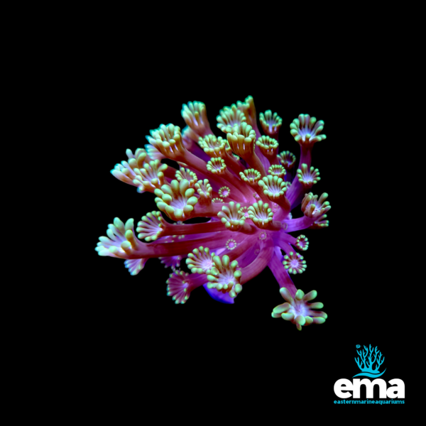 Pink and green soft coral frag with elongated branches and flower-like polyps, set against a black background.