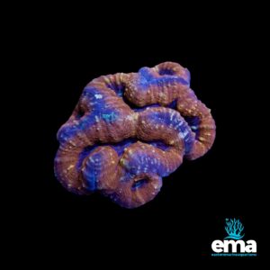 A bumpy coral frag in shades of brown and blue, with ridged textures and a knotted formation.