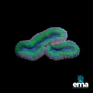 A neon green and blue coral frag with ridged layers and a distinct oval shape against a dark background."