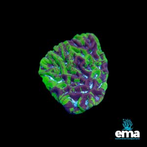 Textured coral with green and purple hues, glowing under soft light.