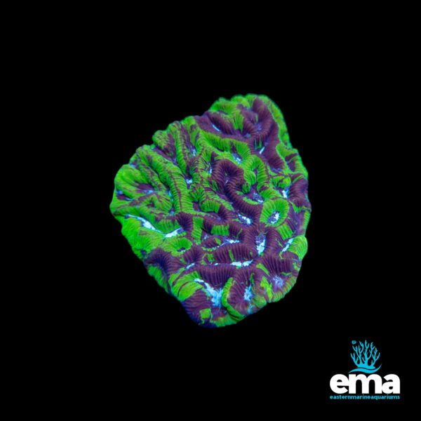 Textured coral with green and purple hues, glowing under soft light.