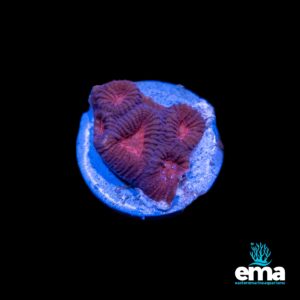 Purple and pink coral with a textured surface, glowing against a blue base.