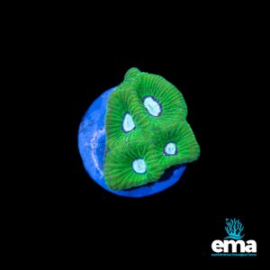 Green coral with blue centers on a blue base, displaying distinct glowing patterns.