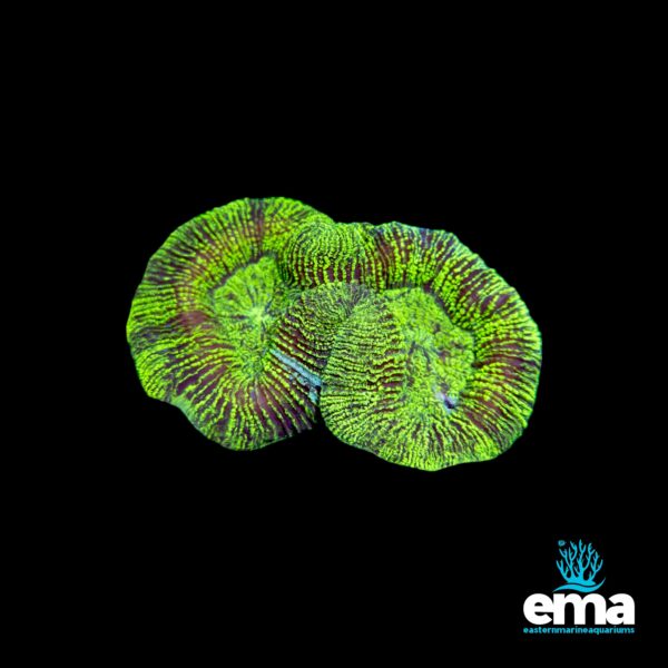 Bright green and purple coral with intricate lines and glowing textures under soft light.