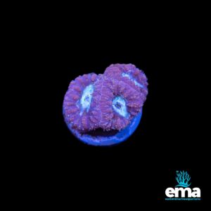 Purple coral with circular, petal-like formations glowing under blue light.