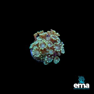 Colorful coral with green and yellow polyps in bloom against a black background.