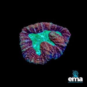 A vibrant coral with a green center and deep purple ridges, photographed against a black background from Eastern Marine Aquariums.