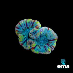 Multicolored coral with swirling green, blue, and purple ridges, set against a black background.