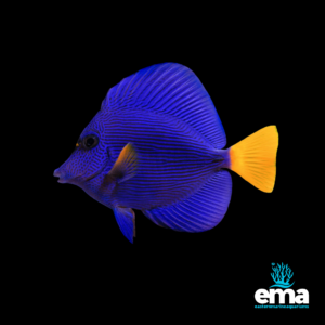 Bright blue tang fish with a yellow tail, shown on a black background.