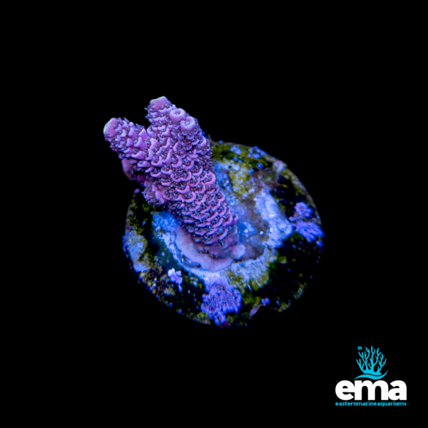 A purple branching coral frag with textured polyps, mounted on a round base, glowing under blue light.