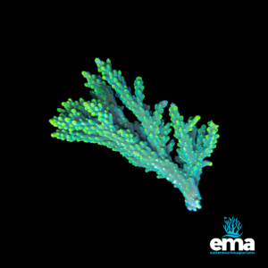 A neon green and teal coral frag with branching structure, showing vibrant polyps against a dark background.