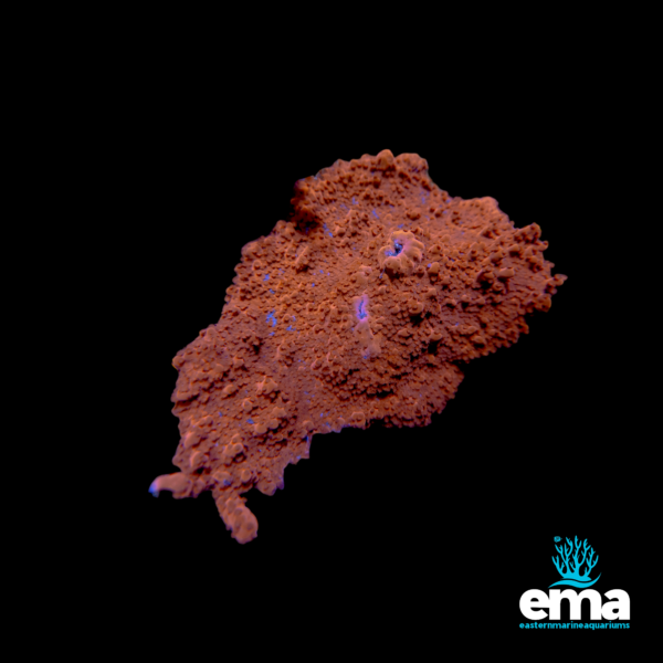 A red and brown textured coral frag with a rough, bumpy surface, displaying subtle blue highlights.