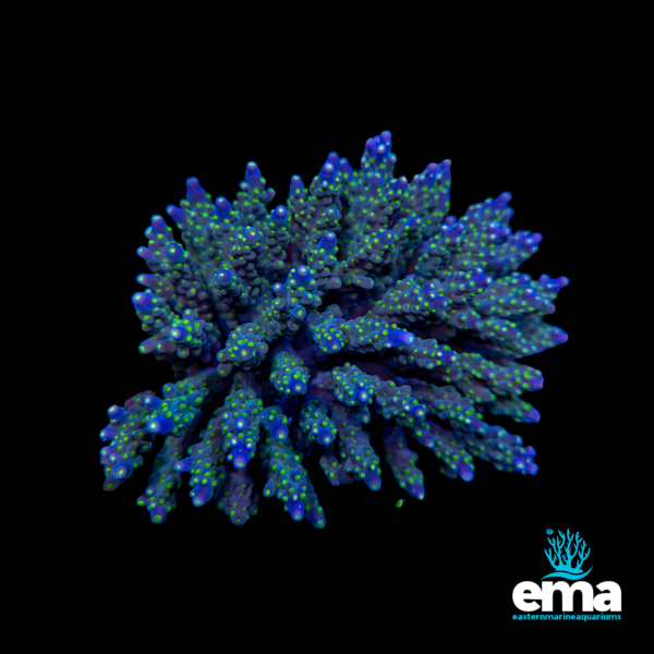 Blue and green coral frag with vibrant polyps on a black background, featuring the Eastern Marine Aquariums logo in the corner.