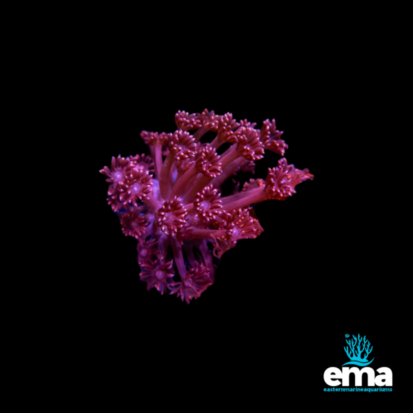 Bright pink and red soft coral frag with extended polyps on a black background.