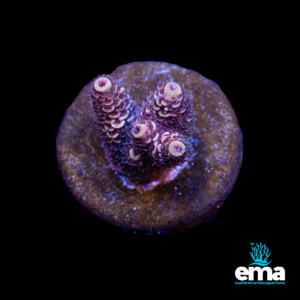 Purple and green coral frag with tiny polyps on a circular base, glowing under aquarium lighting with EMA branding.