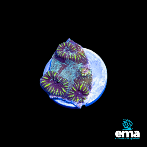 Purple and green coral frag glowing under blue light, placed on a circular base.