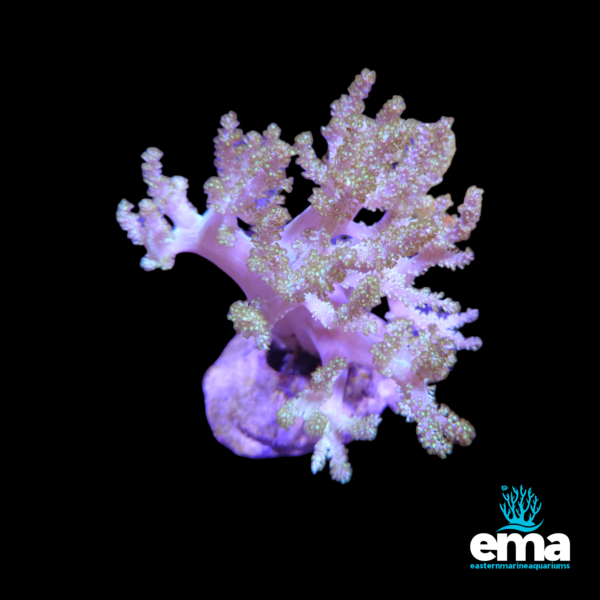 White and pink soft coral frag with extended polyps glowing under blue light, displayed against a black background, with Eastern Marine Aquariums logo.