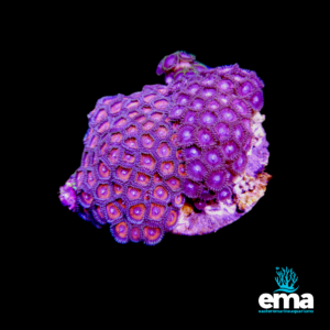 Bright purple zoanthid coral colony with intricate polyps, illuminated under blue lighting, with Eastern Marine Aquariums logo.