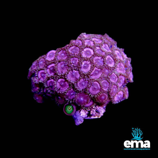 Purple zoanthid coral colony with multiple polyps on a rock base, displayed under blue light, with Eastern Marine Aquariums logo.