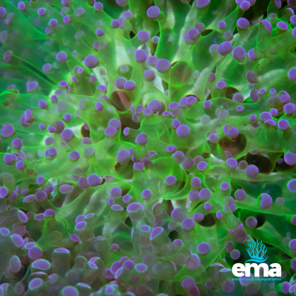 Close-up of green coral tentacles with purple tips under bright lighting, with Eastern Marine Aquariums logo.