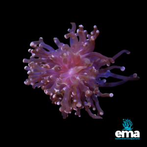 Pink soft coral with long, flowing polyps illuminated under blue lighting, against a black background, with Eastern Marine Aquariums logo.