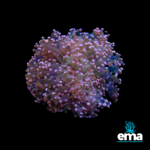 Soft coral colony with pink and purple extended polyps under blue light, against a black background, with Eastern Marine Aquariums logo.