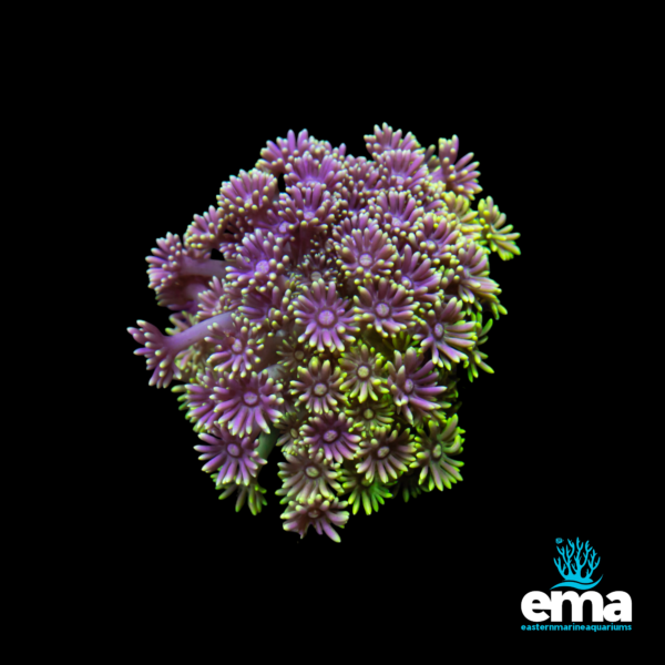 Purple and green coral colony with daisy-like polyps, displayed under blue light, with Eastern Marine Aquariums logo.