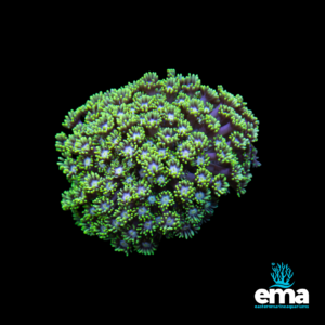 Green and purple coral colony with extended polyps, illuminated against a black background, featuring Eastern Marine Aquariums logo.