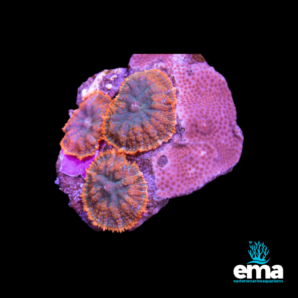 Green and orange coral polyps on a purple rock fragment, displayed under blue lighting with Eastern Marine Aquariums logo.