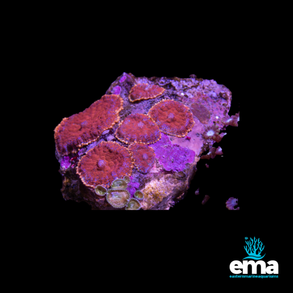 Cluster of red and purple coral polyps on a rock fragment, illuminated by blue light, with the Eastern Marine Aquariums logo.