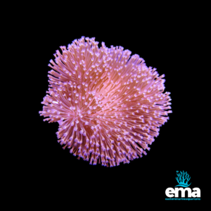 Pink and purple coral polyp with extended tentacles against a black background, featuring Eastern Marine Aquariums logo.