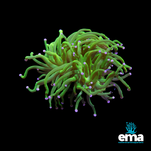 Vibrant green torch coral with long wavy tentacles and light purple tips, set on a black background with the Eastern Marine Aquariums logo.