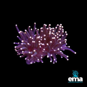 Purple torch coral with white-tipped tentacles displayed against a black background, representing Eastern Marine Aquariums.