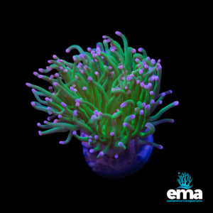 Green torch coral with flowing tentacles and purple tips, illuminated under blue light, displayed against a black background, featuring Eastern Marine Aquariums logo.